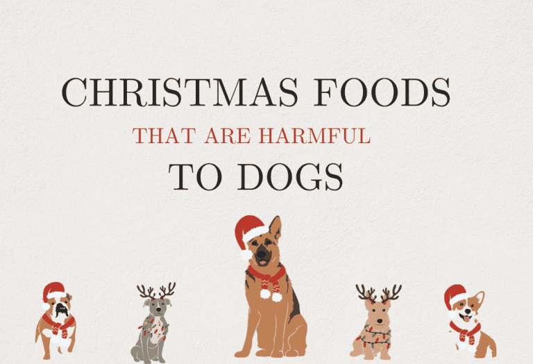 Christmas Food Toxic to Dogs